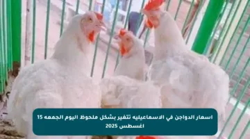 أسعار الدواجن في الإسماعيلية تتغير بشكل ملحوظ اليوم الجمعة 15 أغسطس 2025